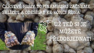 Čerstvé hlízy topinamburu budou k dispozici koncem října, a už teď si je můžete předobjednat na našem e-shopu !...