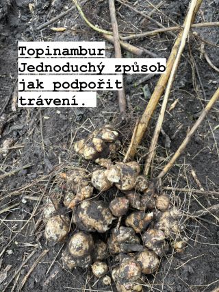 Plný přirozené vlákniny - inulinu, který podporuje trávení a stabilní energii. Pěstujeme ho bez chemie a ručně...